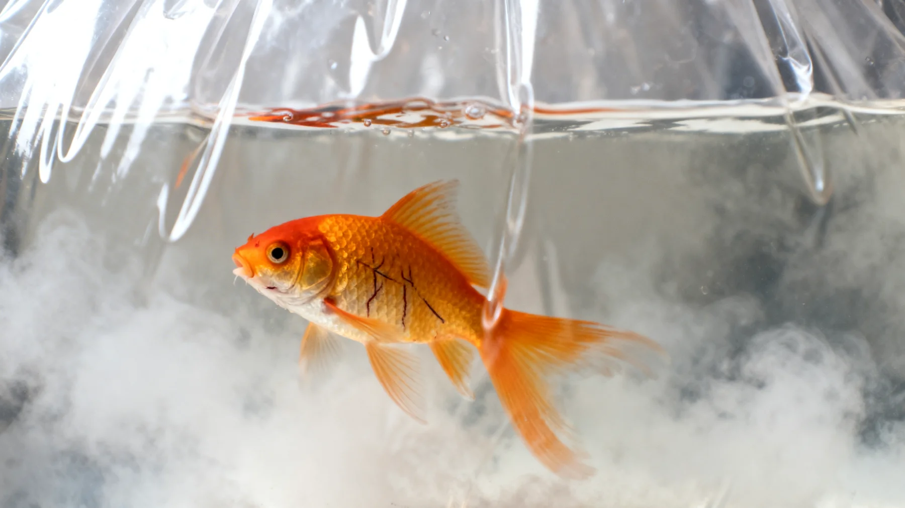 Fische zeigen Stresssymptome und Verhaltensauffälligkeiten während des Transports oder bei Umgebungswechsel auf Reisen"