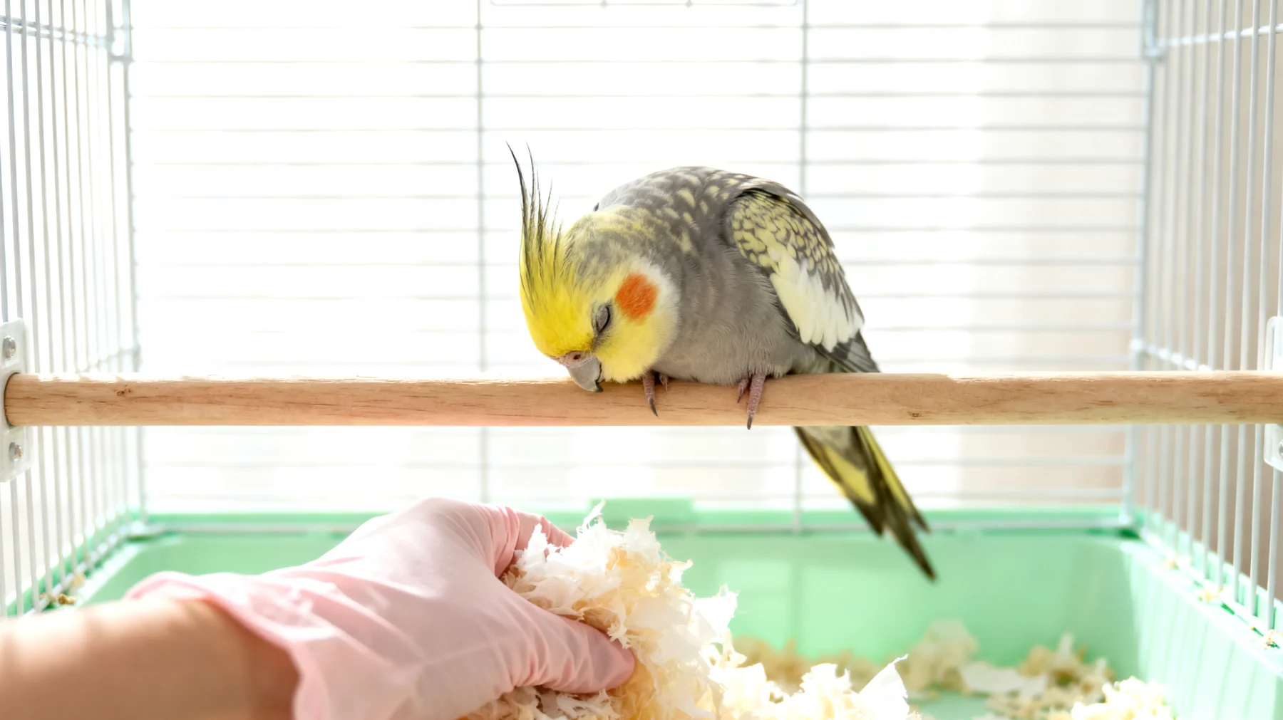 Nymphensittiche benötigen nach einer Kastration besondere Aufmerksamkeit bezüglich Käfighygiene, da sie aufgrund eingeschränkter Mobilität und möglicher Wundheilung anfälliger für Infektionen durch verschmutzte Sitzstangen und Einstreu sind"